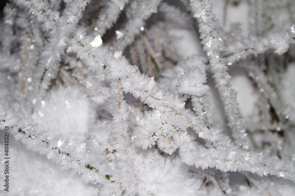 Grass blades in frost in the form of frozen leaves. Botanical winter background. Grass blades in frost in the form of frozen leaves. Botanical winter background.