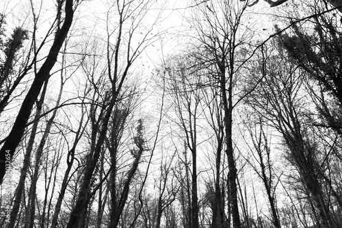 Amazing tree tops view in forest .Black and white autumn , winter or spring landscape.