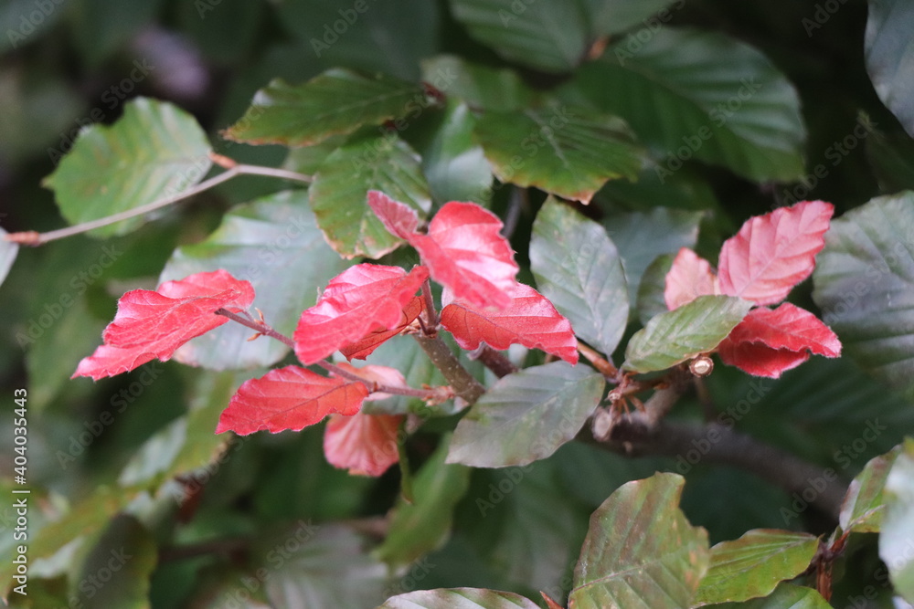 Red and green leaves of a beech Red and green leaves of a beech
