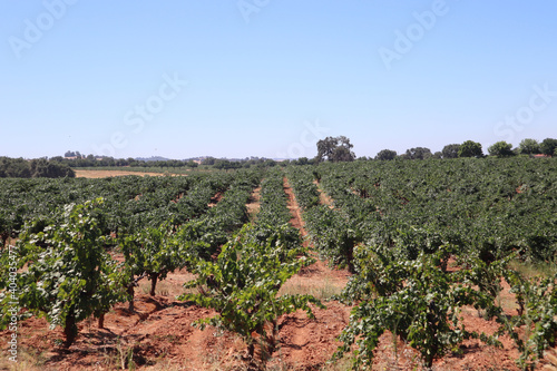 Canvas Print Beautiful view of zinfandel grapevines in a vineyard in Amador County, Californi