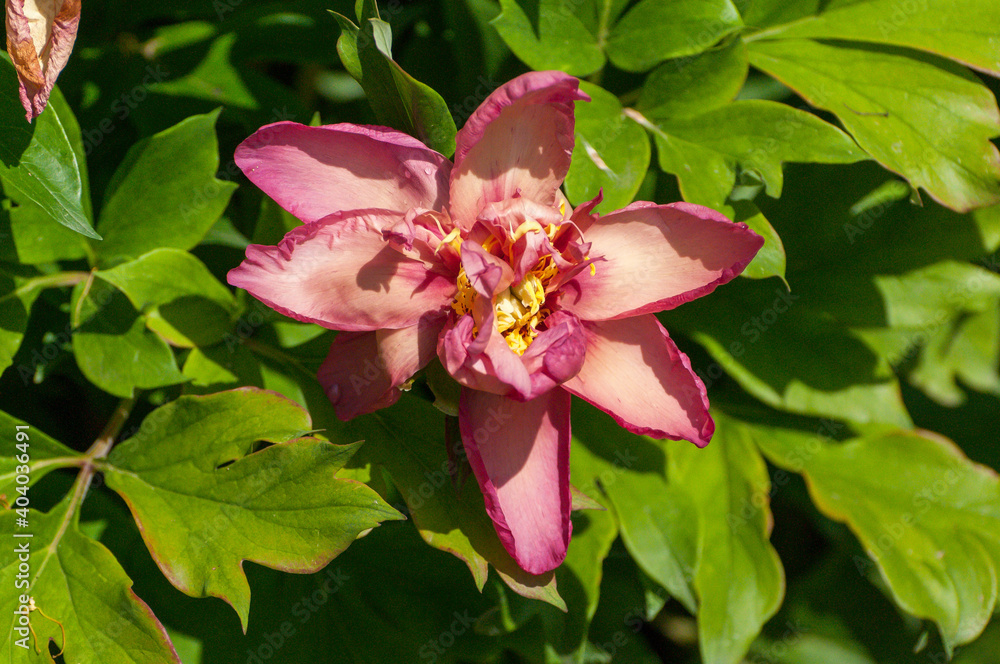 Obraz premium Pfingstrose