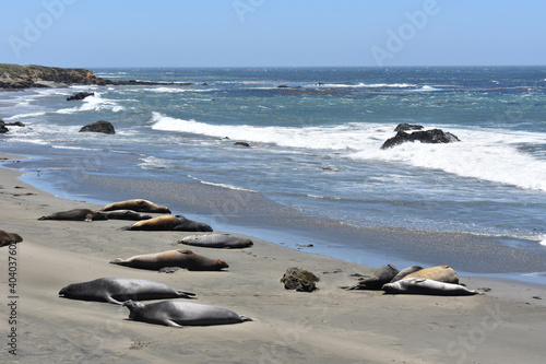 Shot of funny elephant seals sunning on the beach of the Pacific Ocean, San Simeon, California photo