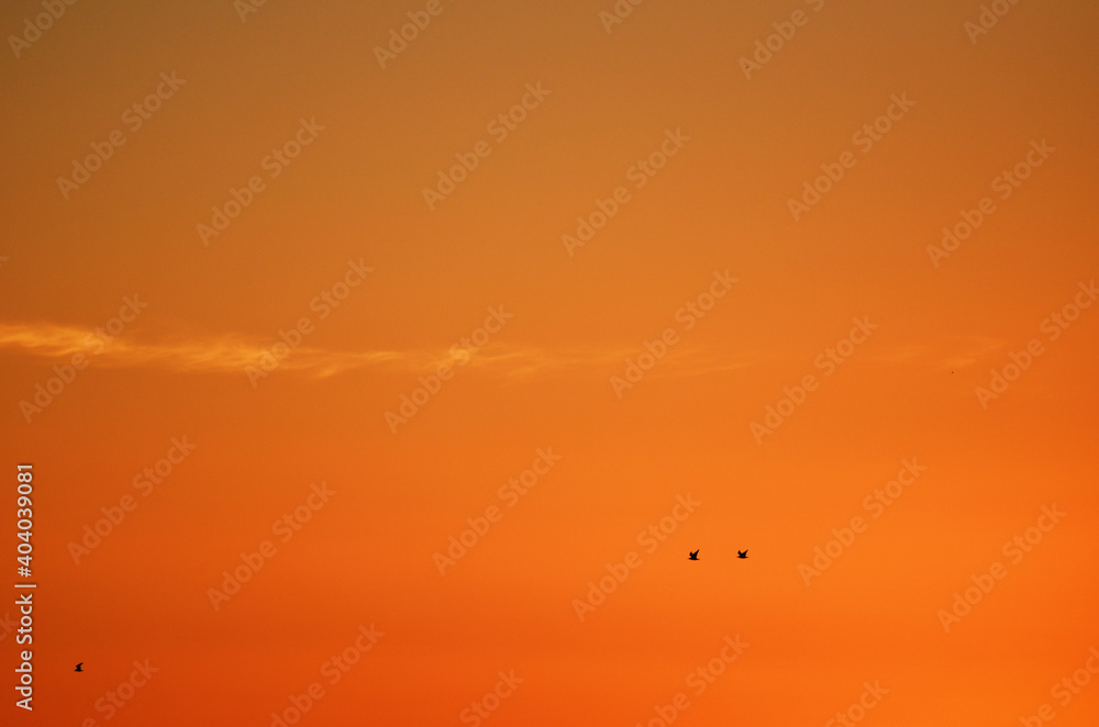 Sunset sky with silhouettes of sea-gulls , photo