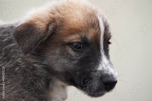 Take dog from shelter and give it happy life. Small gray stray puppy mongrel with beautiful big kind brown eyes and black and white muzzle looks straight into soul.