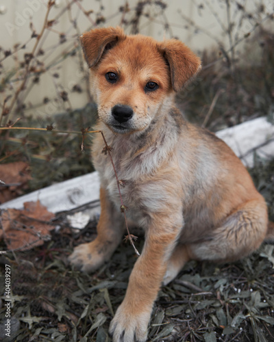 Cute little light red puppy mongrel breed sits in grass and tastes it. Take dog from shelter and give it happy life. Waiting for his human.