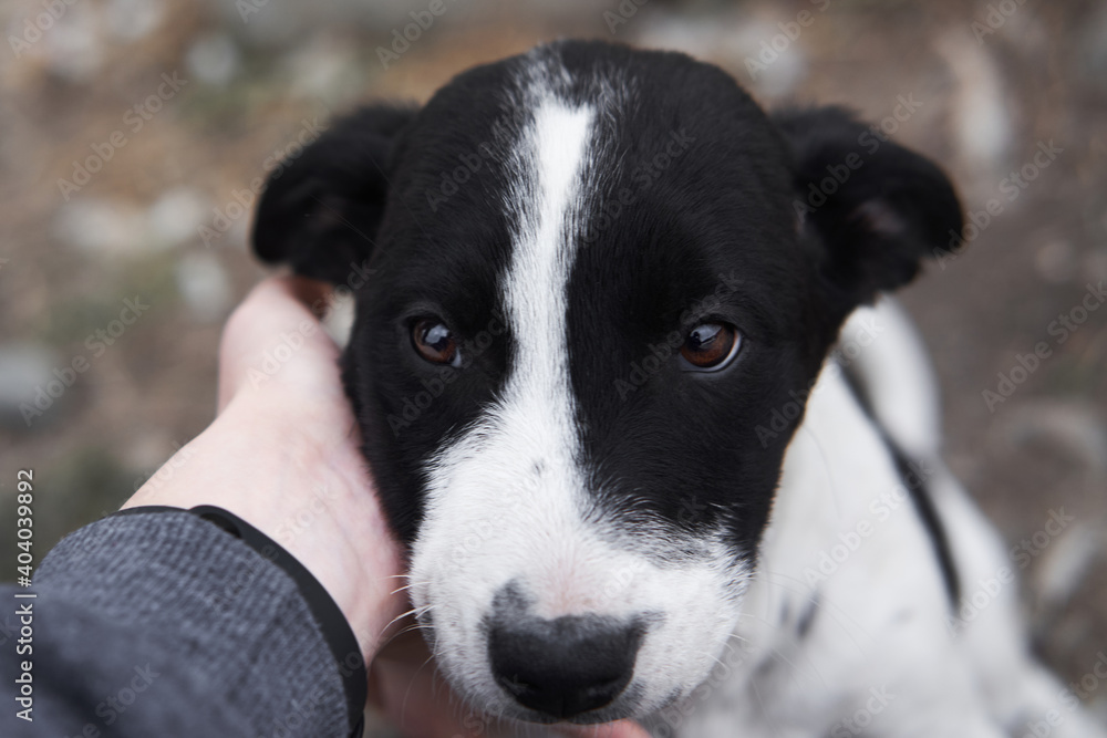 Stroking hand of cute black and white spotted puppy mongrel with big kind brown eyes. Take dog from shelter and give it happy life.