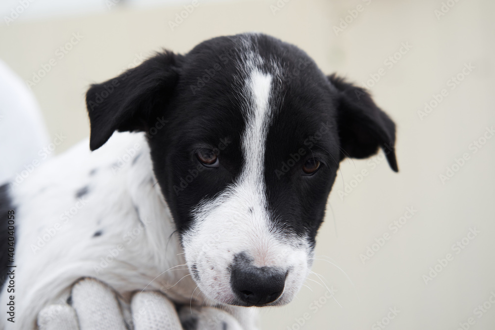 Take dog from shelter and give it happy life. Small stray puppy mongrel with beautiful big kind brown eyes and black and white spotted color looks straight into soul. Take dog from shelter and give it happy life. Small stray puppy mongrel with beautiful big kind brown eyes and black and white spotted color looks straight into soul.