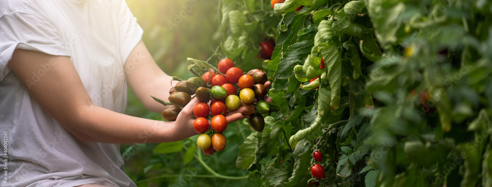 Φωτογραφία A woman farmer picks cherry tomatoes in a greenhouse