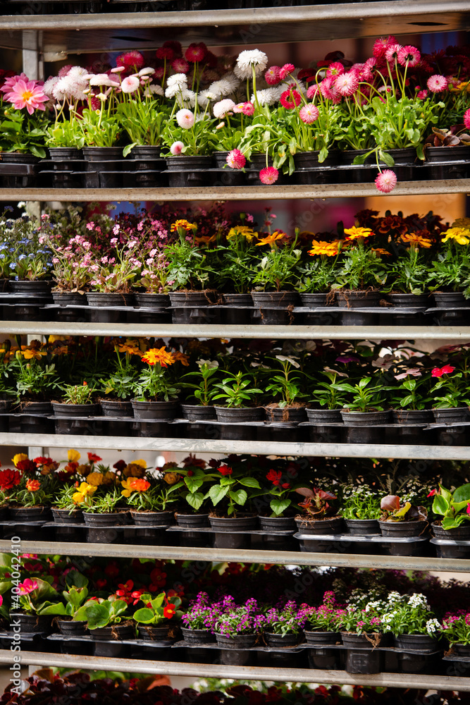 Flowers in pots at the city flower market
