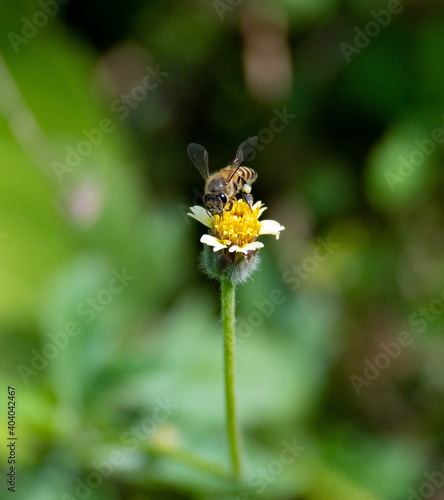 Cute honey bee pollinating a white flower © Nathan