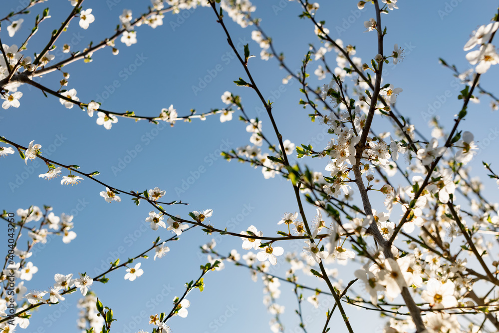 There are many white flowers on the cherry tree. Fluffy delicate petals on thin twigs and green leaves. Spring mood and beautiful nature. There are many white flowers on the cherry tree. Fluffy delicate petals on thin twigs and green leaves. Spring mood and beautiful nature.