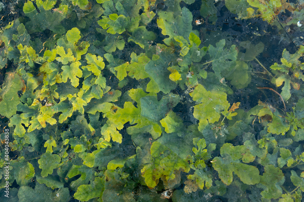 Plants of green leaves with a glass on top creating textures and abstract forms Plants of green leaves with a glass on top creating textures and abstract forms
