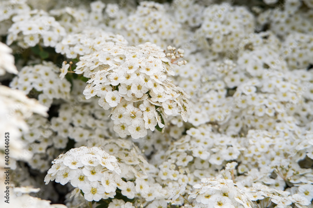 Little white flowers in bloom Little white flowers in bloom