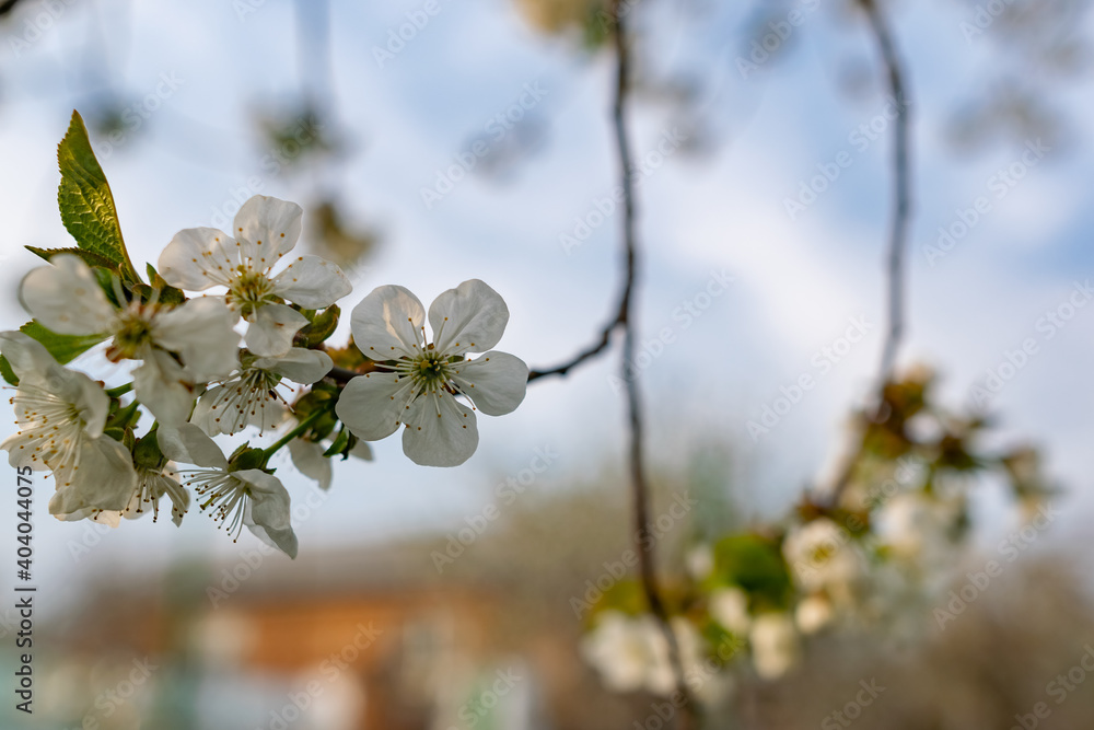 There are many white flowers on the cherry tree. Fluffy delicate petals on thin twigs and green leaves. Spring mood and beautiful nature. There are many white flowers on the cherry tree. Fluffy delicate petals on thin twigs and green leaves. Spring mood and beautiful nature.