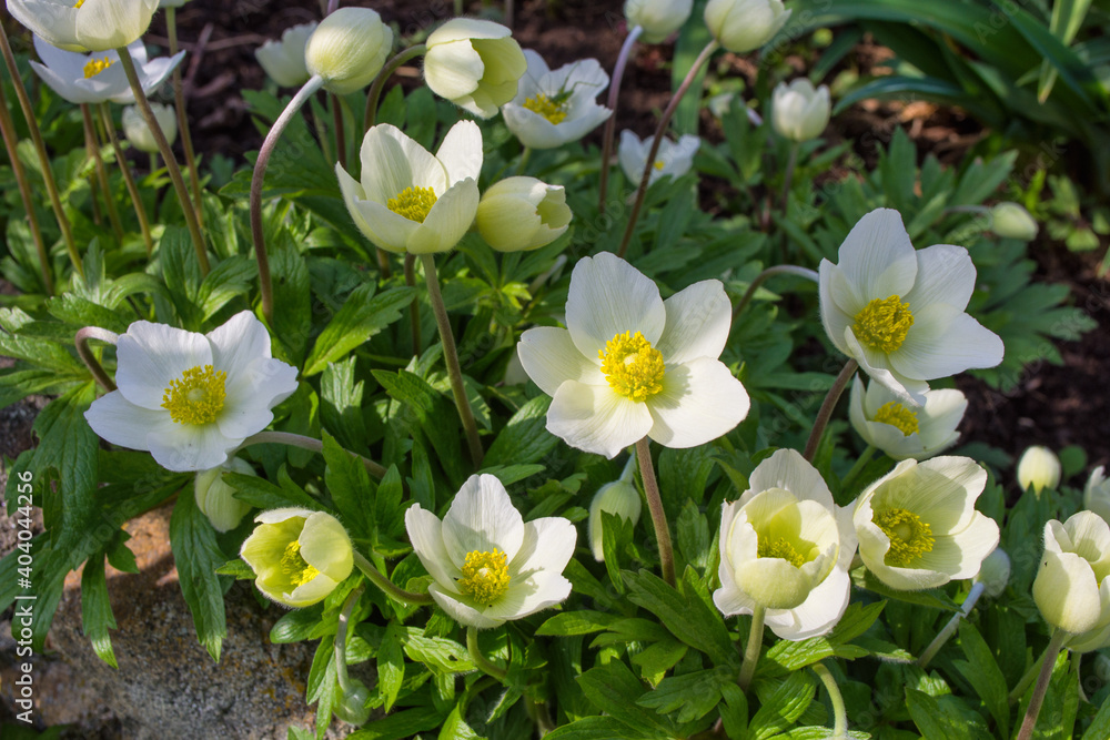 White flowers Anemone forest (Latin: Anemone sylvestris) grown in the garden in the shade under a tree. Perennial herbaceous plant Anemone. Soft selective focus.