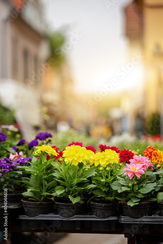 Flowers in pots at the city flower market