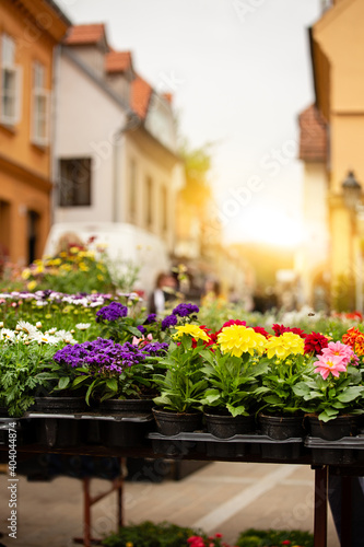 Flowers in pots at the city flower market