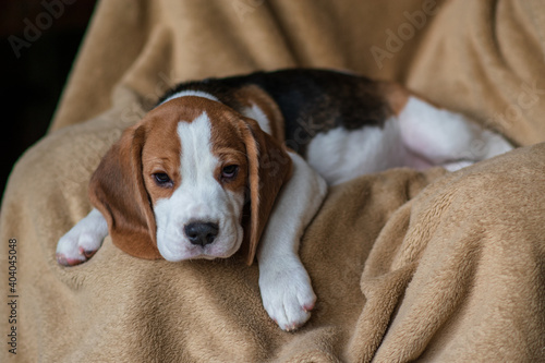 Сute beagle puppy at home © Anna