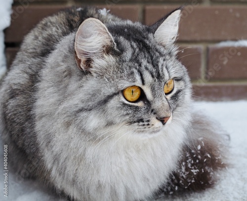 Beautiful gray fluffy domestic cat with yellow eyes sits on the snow in winter. Image for veterinary clinics. The concept of pets. Banner for the site. Close-up
