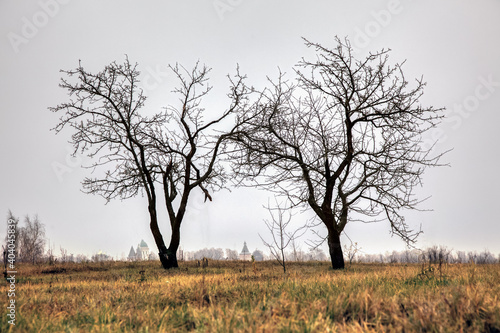 Wallpaper Mural Autumn landscape. Two trees from which all the leaves have fallen stand against the background of an autumn stormy sky Torontodigital.ca