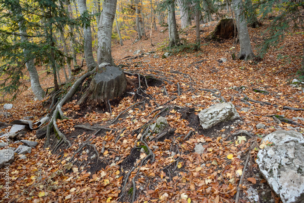 Obraz premium Autumn panoramic view of a forest litter of roots, leaves and stones full of leaves. soft focus