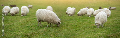 Fototapeta Naklejka Na Ścianę i Meble -  A flock of sheep grazing on the field