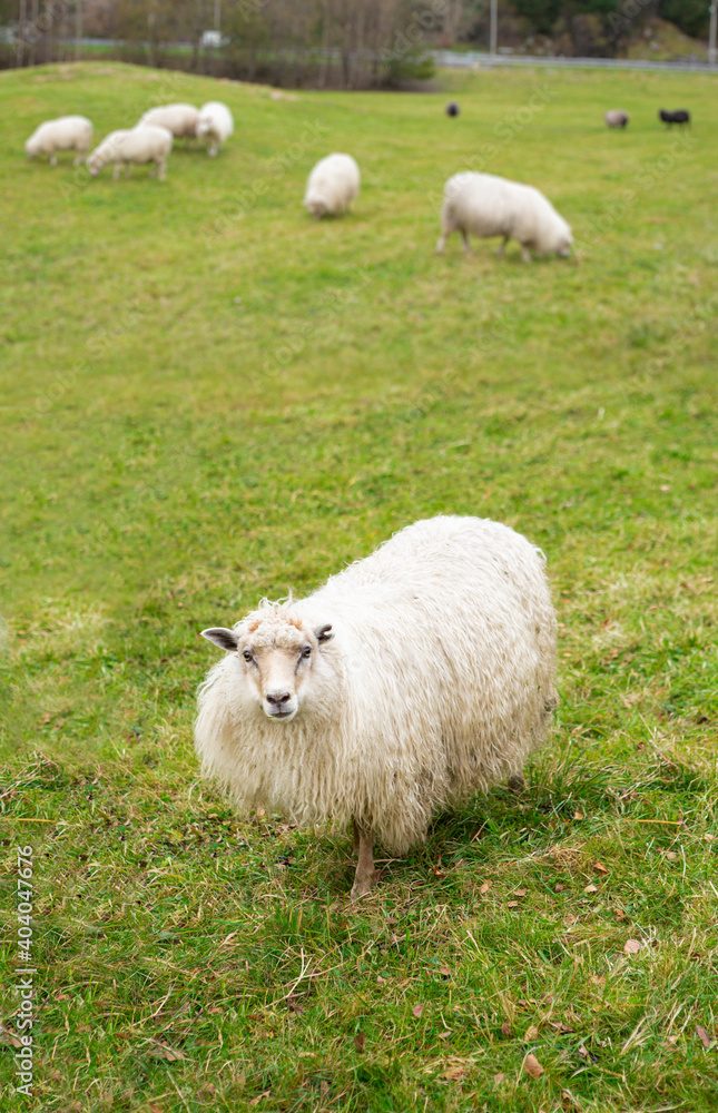 Obraz premium A flock of sheep grazing on the field