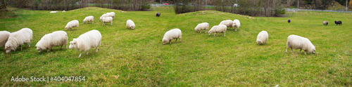 A flock of sheep grazing on the field