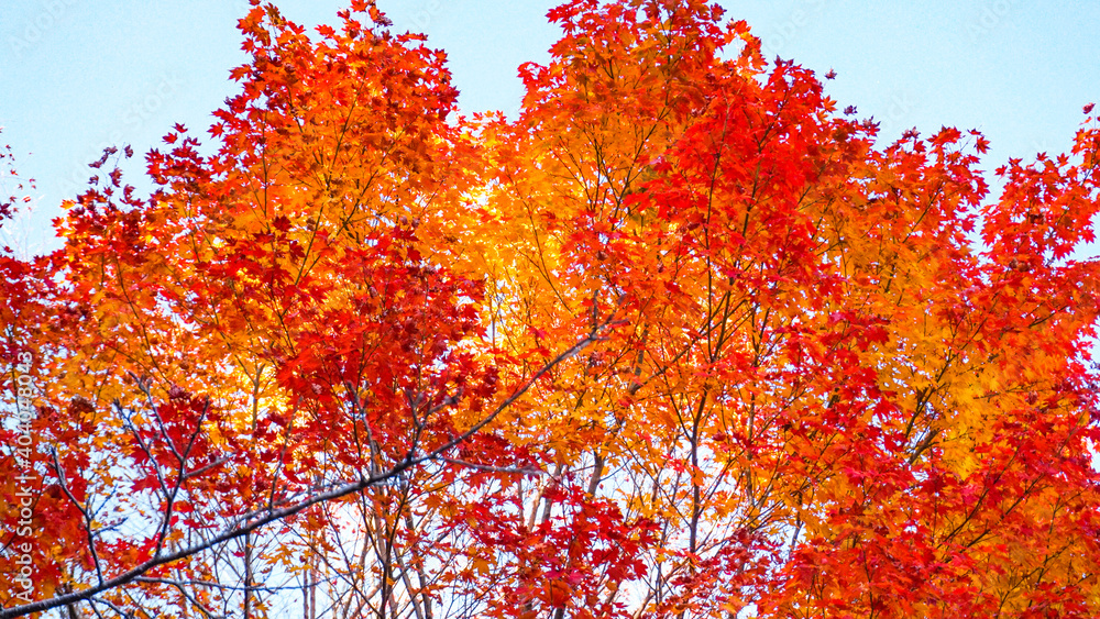 広島県の山道にある紅葉樹