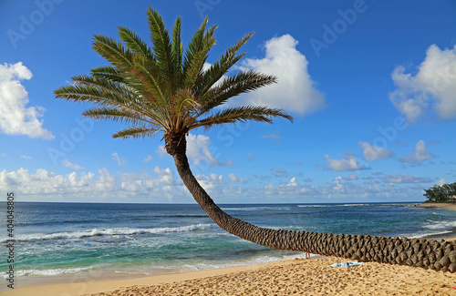 The palm and Sunset beach - Oahu, Hawaii