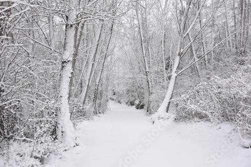 Forest crossed by a totally snowy country road. Winter print in Munilla, La Rioja.