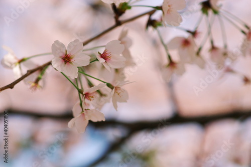 桜に癒される春 © pocketalbum