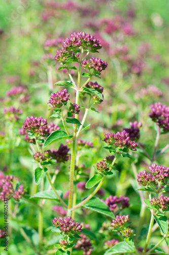 Marjoram or oregano herb is growing on the field or garden. Blooming seasoning plant with tiny violet flowers under bright sunlight. Food ingredient