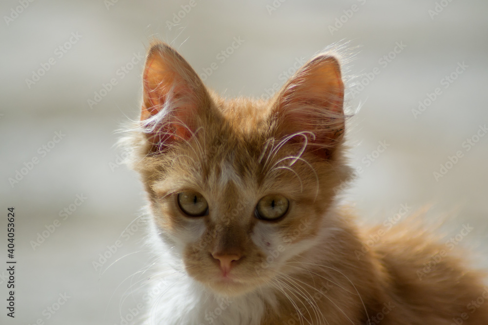 Obraz premium Beautiful close-up portrait of stray cat outdoors, homeless animal, cute street kitty, orange striped cat with beautiful yellow eyes