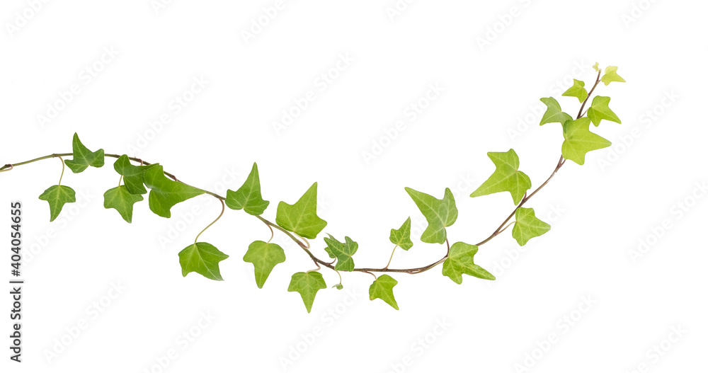 Tableau sur toile ivy leaves isolated on a white background