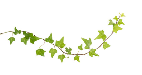 ivy leaves isolated on a white background