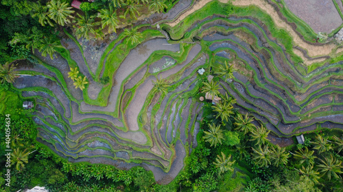 aerial view of Tegalalang Rice Terrace, Ubud, Bali, Indonesia