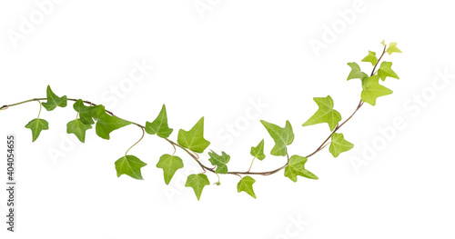 Obraz na plátne ivy leaves isolated on a white background