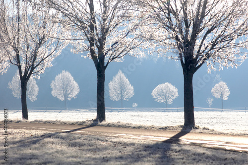 Winter in Bayern, Deutschland, Bäume mit Raureif