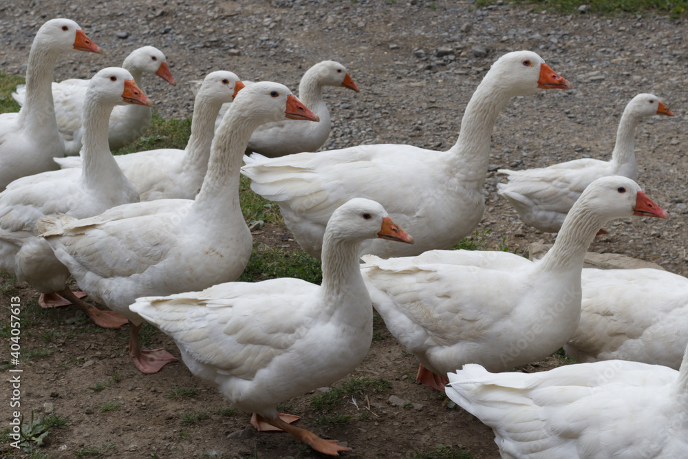 group of geese group of geese