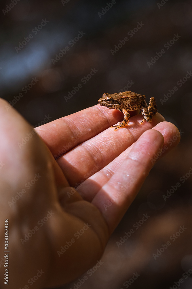 Small frog sitting on a hand