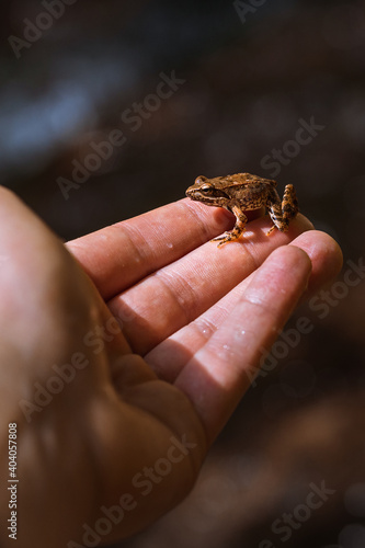 Small frog sitting on a hand