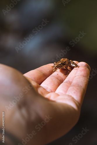 Small frog sitting on a hand © Frank