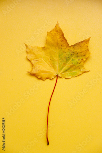yellow maple leaf on yellow background. Vertical photo