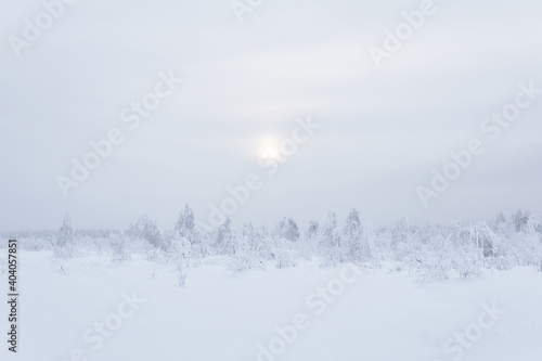 northern landscape - frozen forest tundra under deep snow in a frosty haze