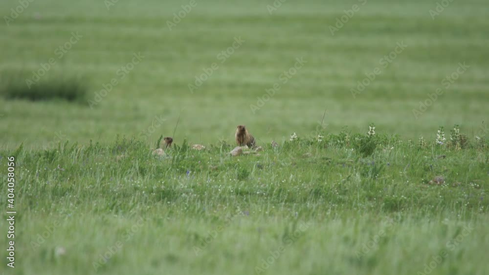 Real marmot in a meadow covered with green fresh grass.Sciuridae rodent genus marmota chipmunk prairie dog tailed tail groundhog suslik cynomys souslik dogs marmots antelope squirrels Real marmot in a meadow covered with green fresh grass.Sciuridae rodent genus marmota chipmunk prairie dog tailed tail groundhog suslik cynomys souslik dogs marmots antelope squirrels