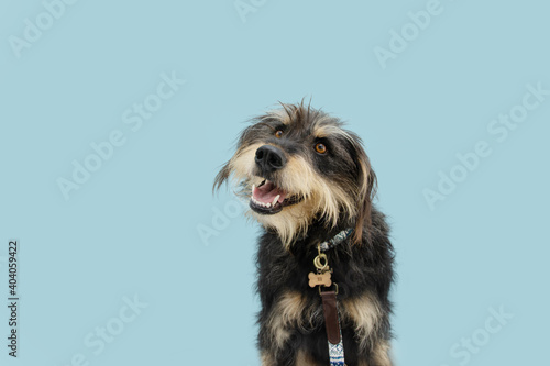Attentive furry dog wearing collar and leash. Isolated on blue colored background.