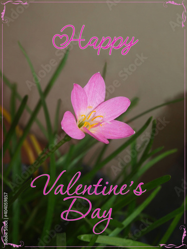 Happy Valentine's Day postcard. Vertical frame. Greeting inscription, congratulations design. One pink flower and pink text, beautiful pattern frame. Graphic design, creative idea. 