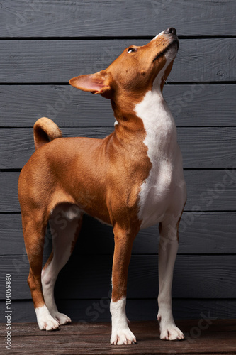 Pedigree Basenji dog standing looking up