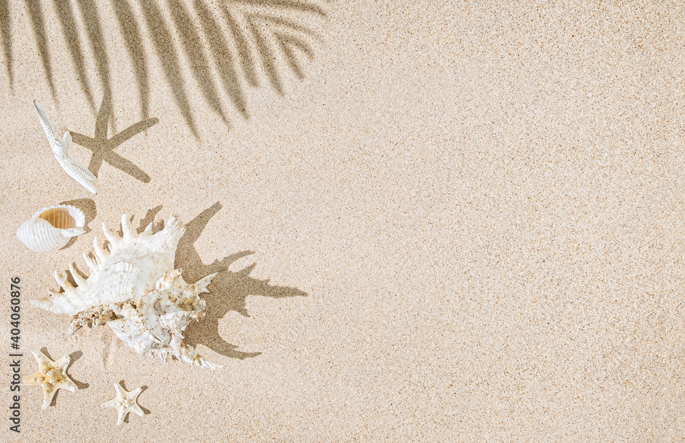 White Sea shells and star fish on sand and palm tree shadows. Tropical background, summer concept White Sea shells and star fish on sand and palm tree shadows. Tropical background, summer concept